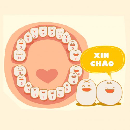 Thứ tự mọc răng ở trẻ, răng mọc đầu tiên được đánh số 1